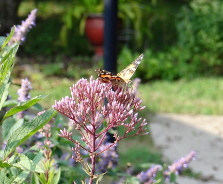 butterfly on flower