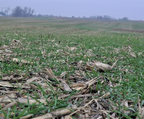 ground with corn stalks and grass