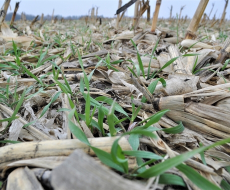 cover crops amongst corn stalks in a field.