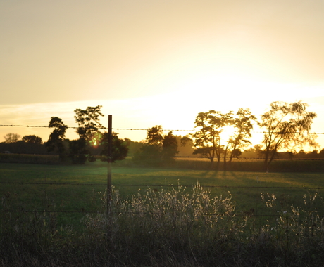 Sunset over field
