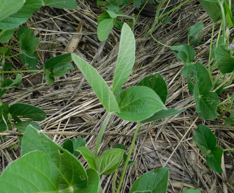 Plant in field