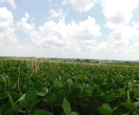 Field of crops