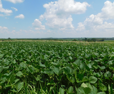 Farm field