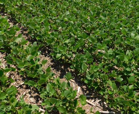 bean field up close