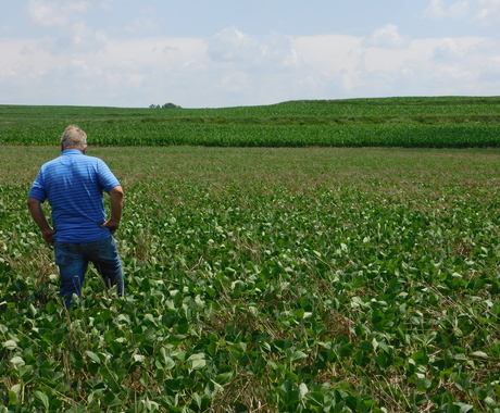Man standing in bean field