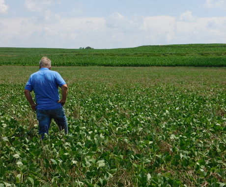 Man standing in bean field