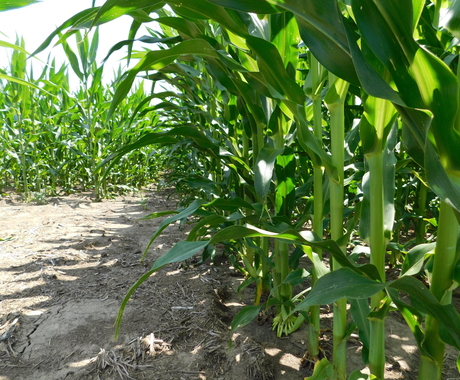 Farm-Farmer Crops