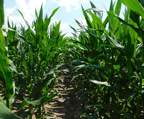 Corn field