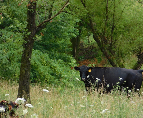 Cow in pasture
