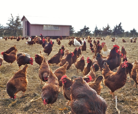 chickens grazing