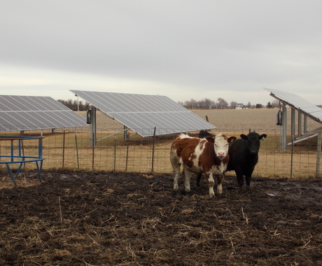 Cows and solar panels