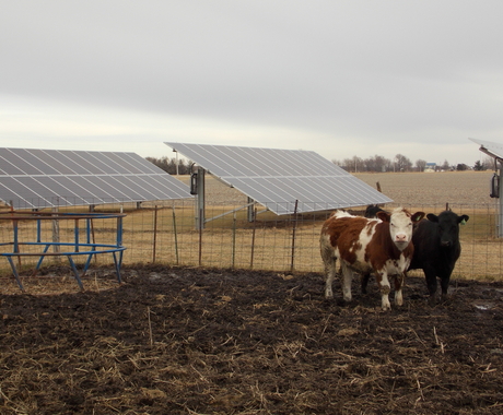 solar panels and cows