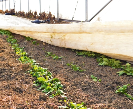 organic crops
