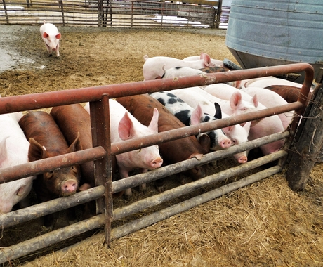 Pigs waiting to be fed