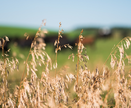 Grass with cattle behind