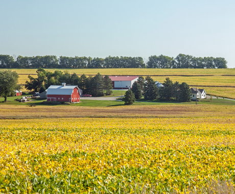 Photo looking across a yellow corn field toward a farm place with a big red barn, a white outbuilding, and a white house next to a road.