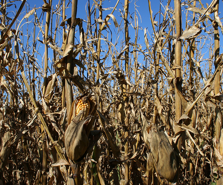 Field corn