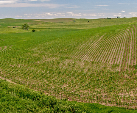 Field with curves