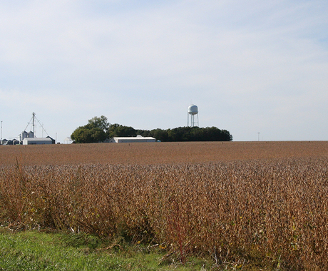 Soybean field