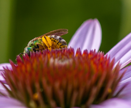 Bee on flower