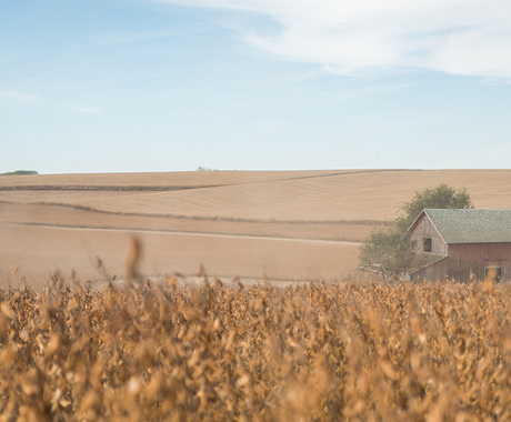 Corn during harvest, barn in distance
