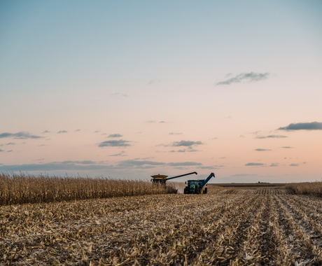 Farm equipment harvesting a corn field