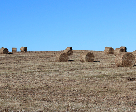 haybales in mowed field