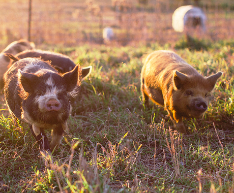 pigs running in a grass pasture