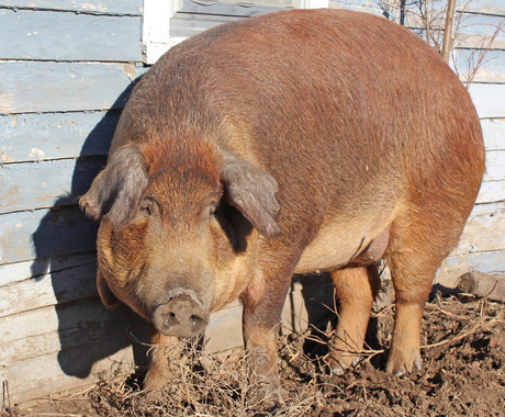 Hog