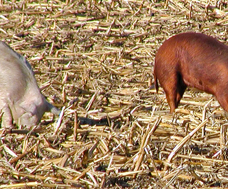 hogs in field