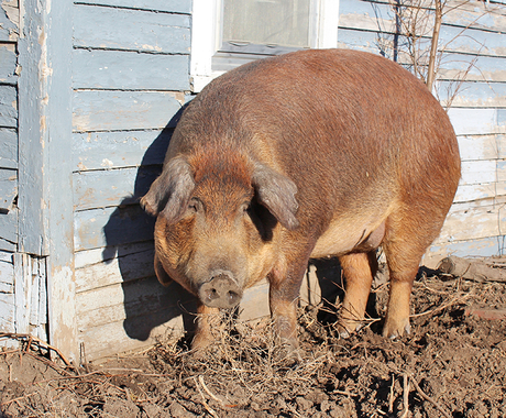Hog in yard