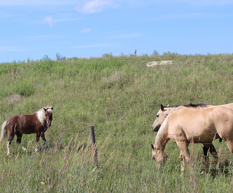 Horses in pasture