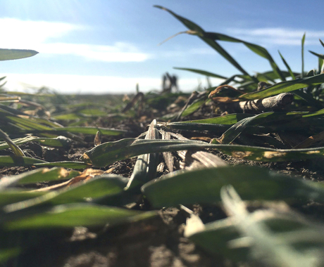 Cover crops 