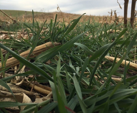 grass and shucks with field in background