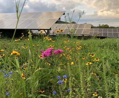 Native vegetation in front of solar panels