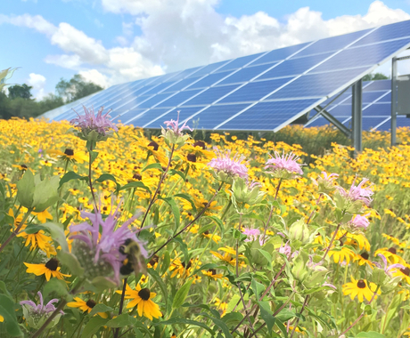 solar+ native vegetation