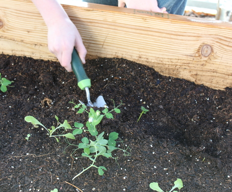 Shovel in dirt with plant