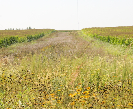open field