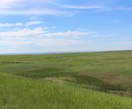 Grass pasture