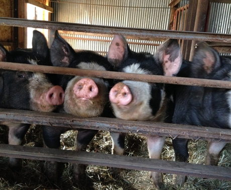 pigs