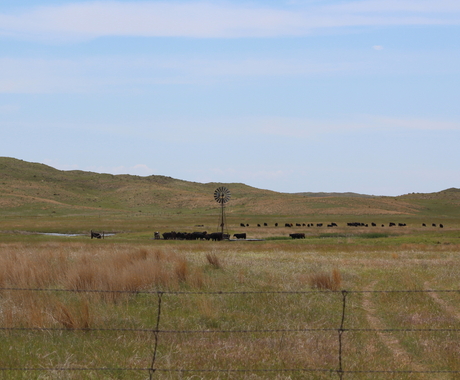 Cows in pasture