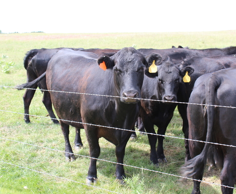 Cattle 