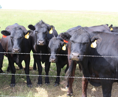 Cows