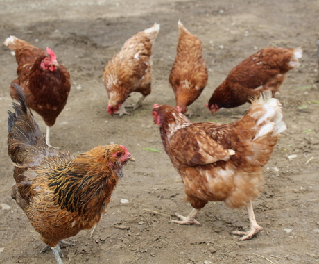 chickens