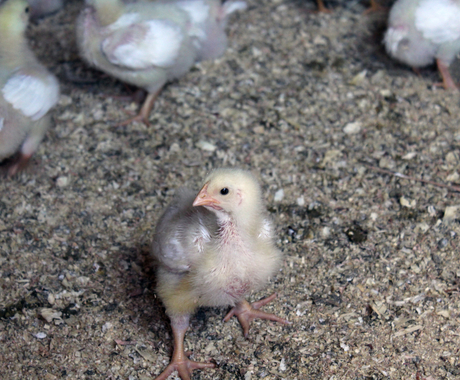 Chick
