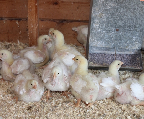 Chicks 