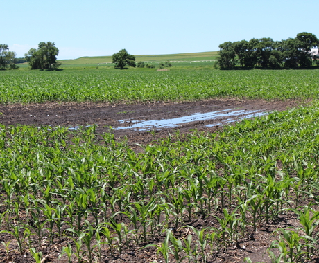 Flooded field