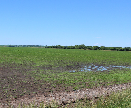 Flooded field