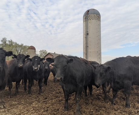 meat processing