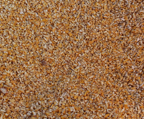 Seed corn